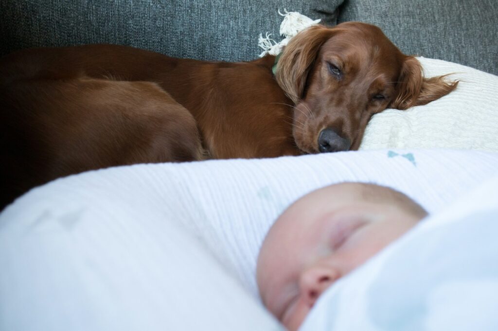 Irish Setter Sleeping with a baby
