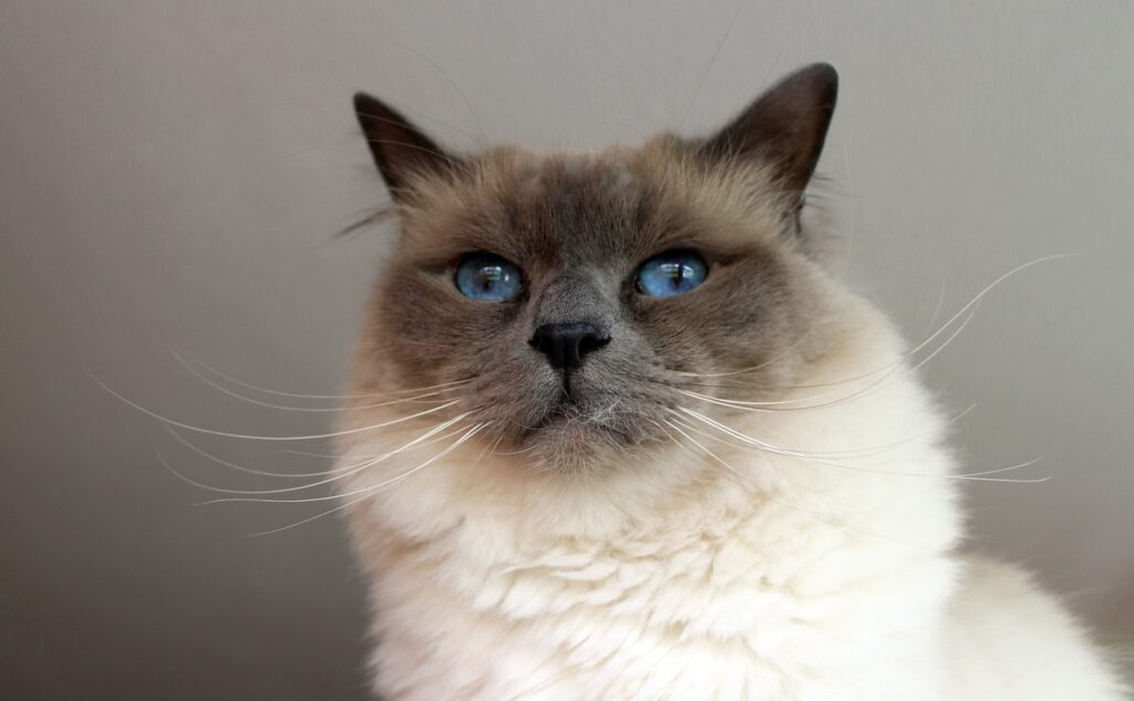 birman cat