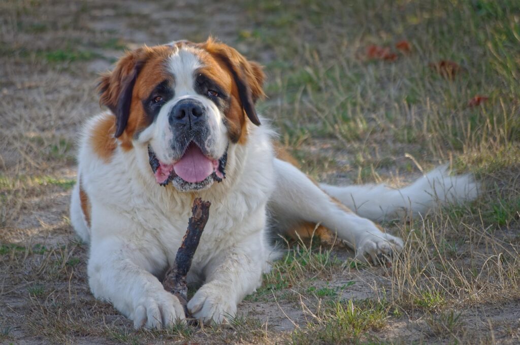 saint bernard laying on grass
