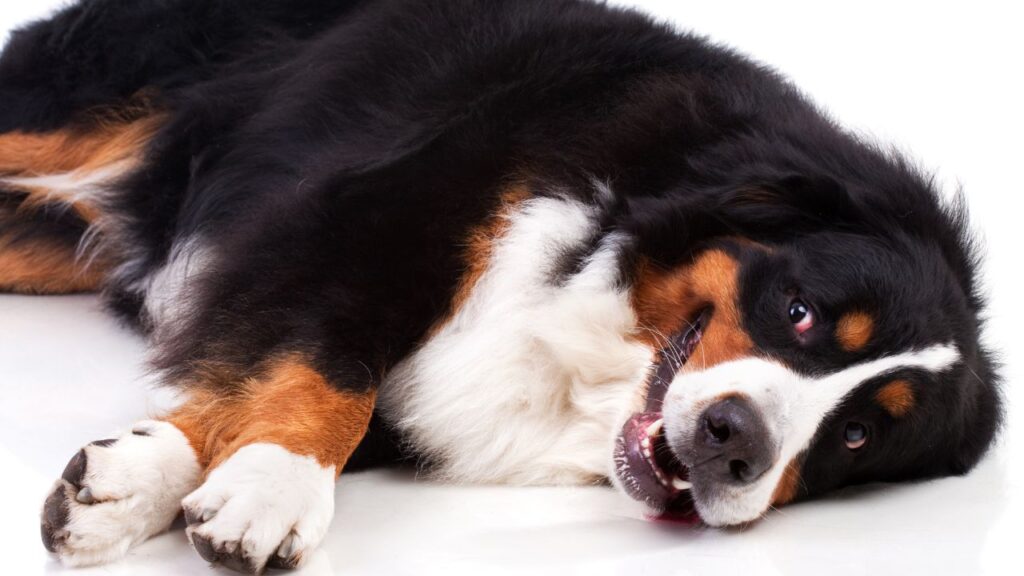 Bernese Mountain Dog