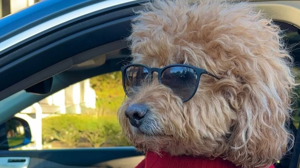 Samson the goldendoodle