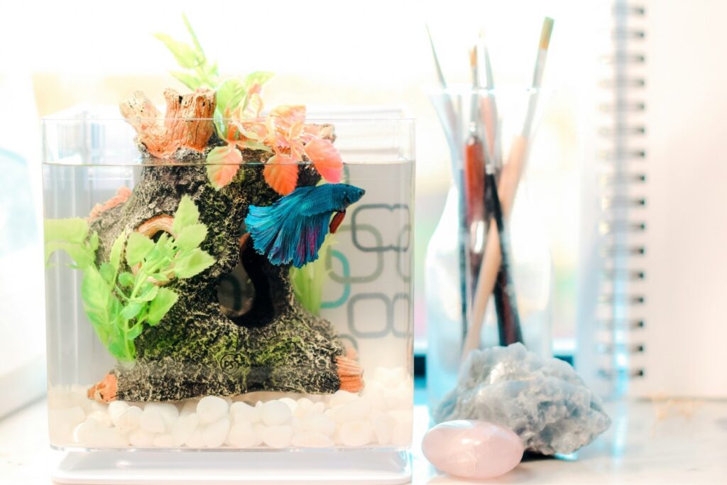 Betta fish tank