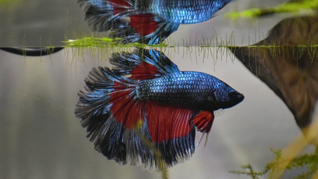 Fish That Can Survive in an Outdoor Pond 