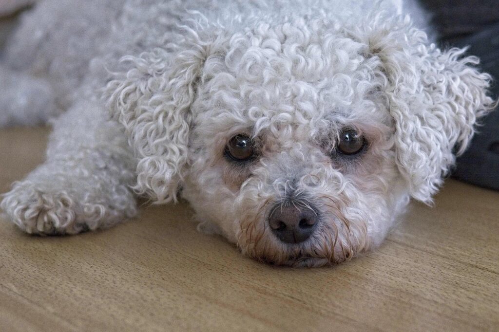 Sad looking Bichon Frise