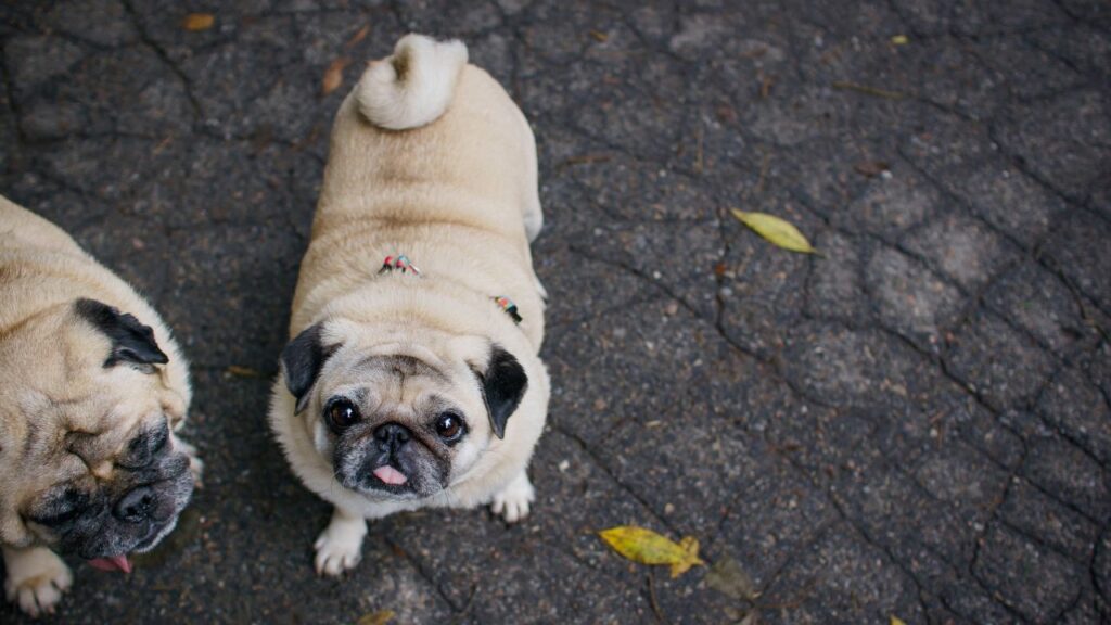Two pugs walking in an autumn park after the rain