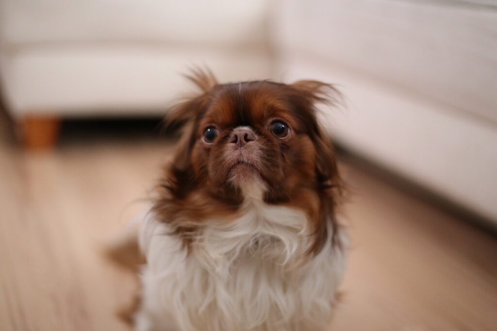 Scared dog