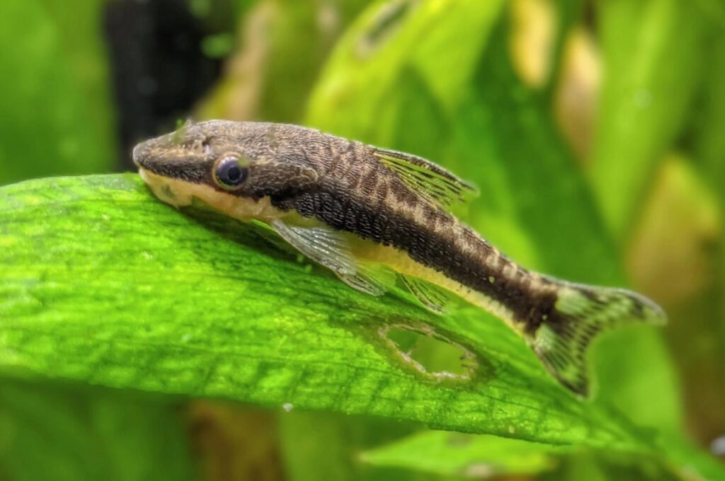 Otocinclus