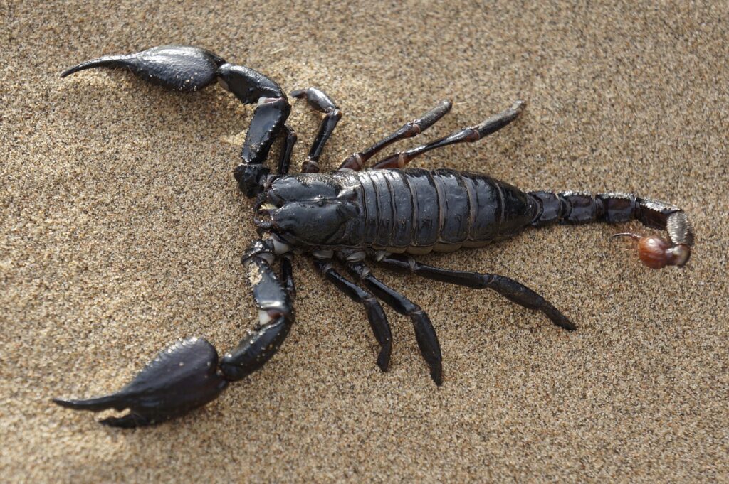 scorpion on sand