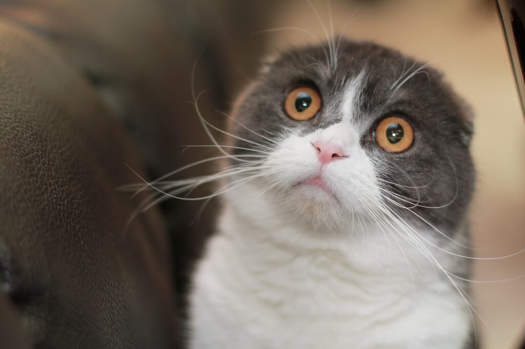 scottish fold with big eyes