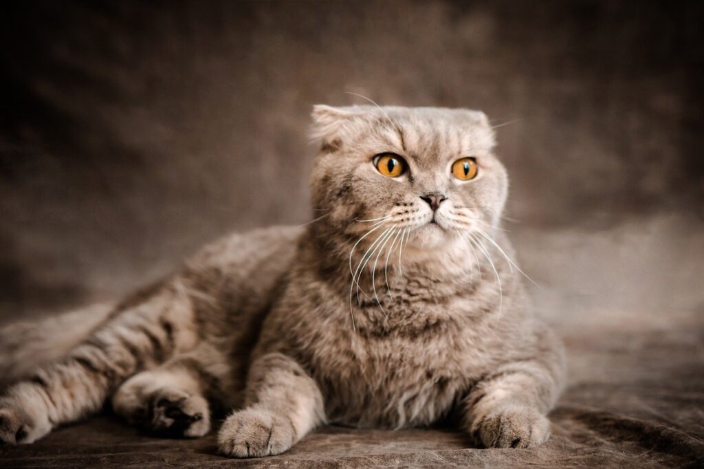 scottish fold cat