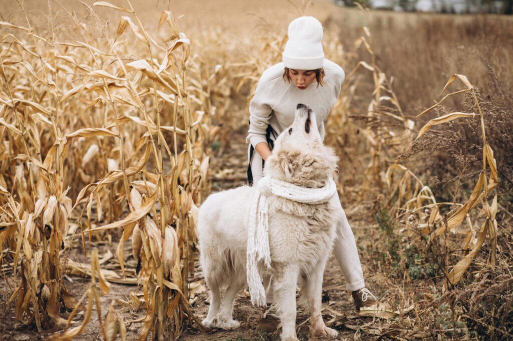 A white dog near farm field
