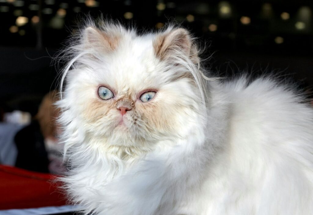 persian cat
