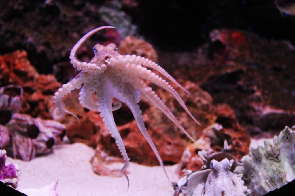 Octopuses