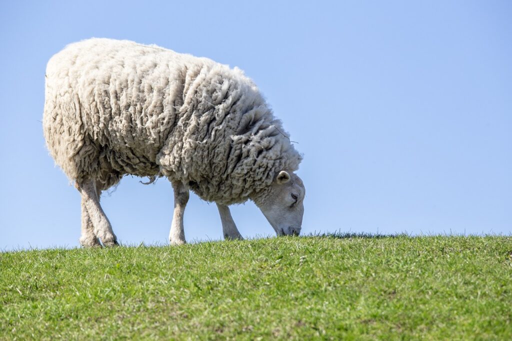 sheep eating grass