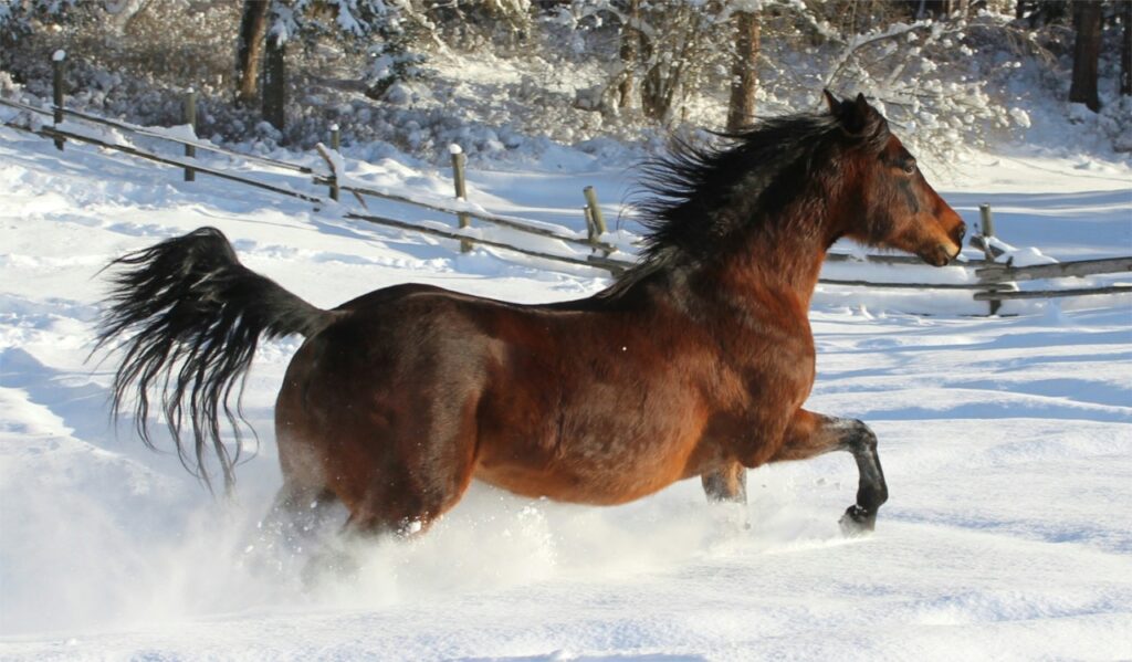 Morgan horse