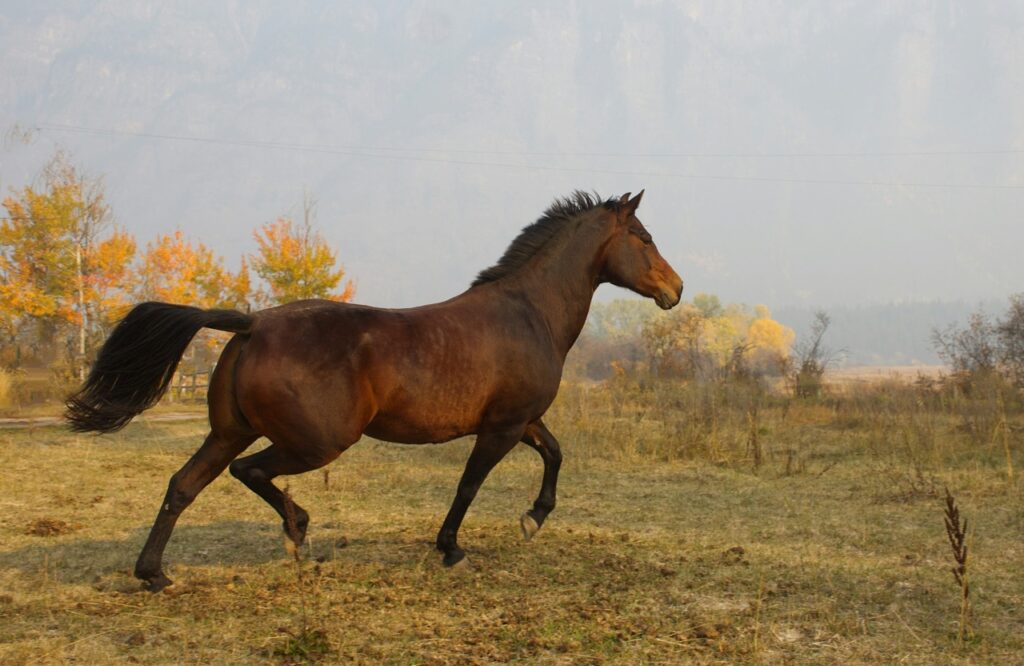 Morgan horse