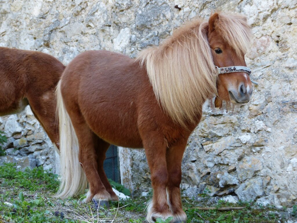 shetland pony