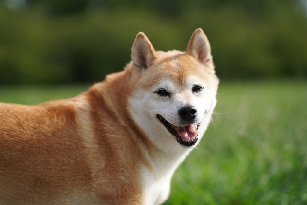 shiba inu happy