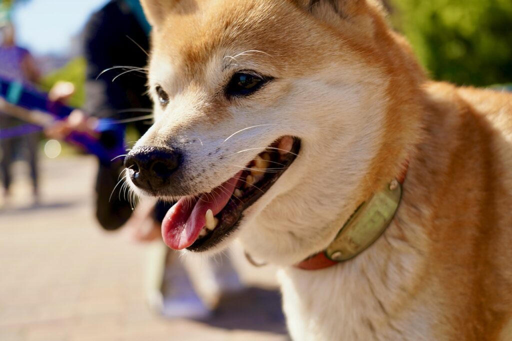 shiba inu staring curiously