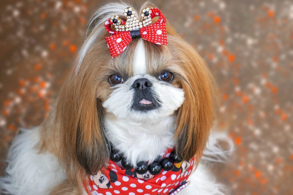 shih tzu dog