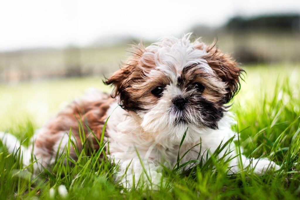 shih tzu sitting on grass