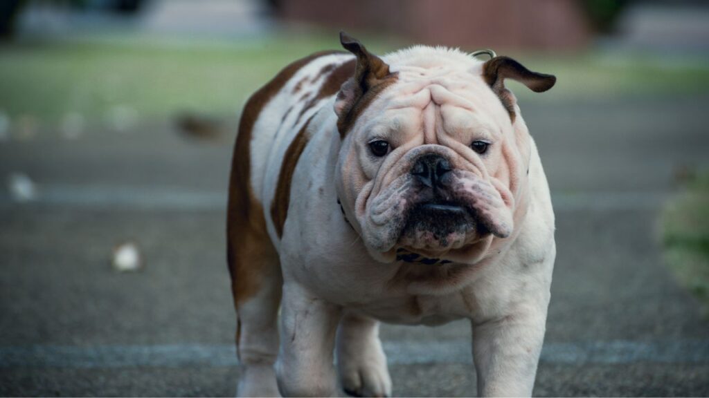 A charming bulldog strolls confidently along a tranquil pathway, embodying the spirit of leisurely afternoons filled with joy and companionship. Its unique features and majestic presence capture the attention of passersby, inviting smiles and admiration.