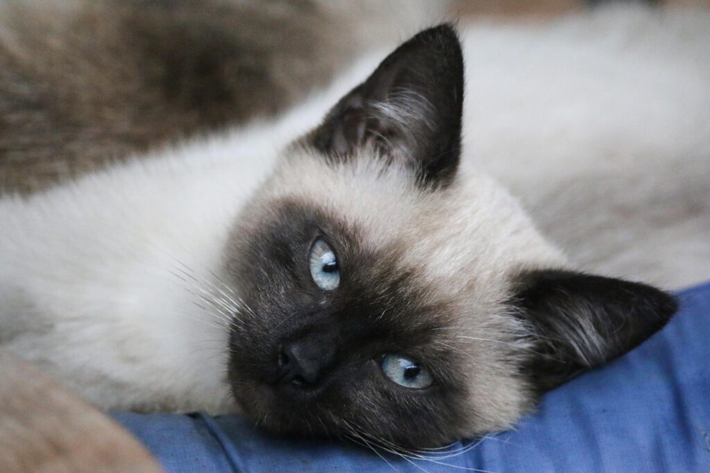 siamese cat lying down