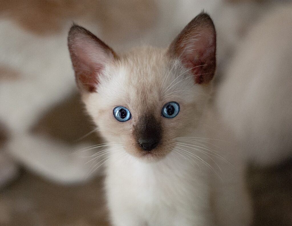siamese cat
