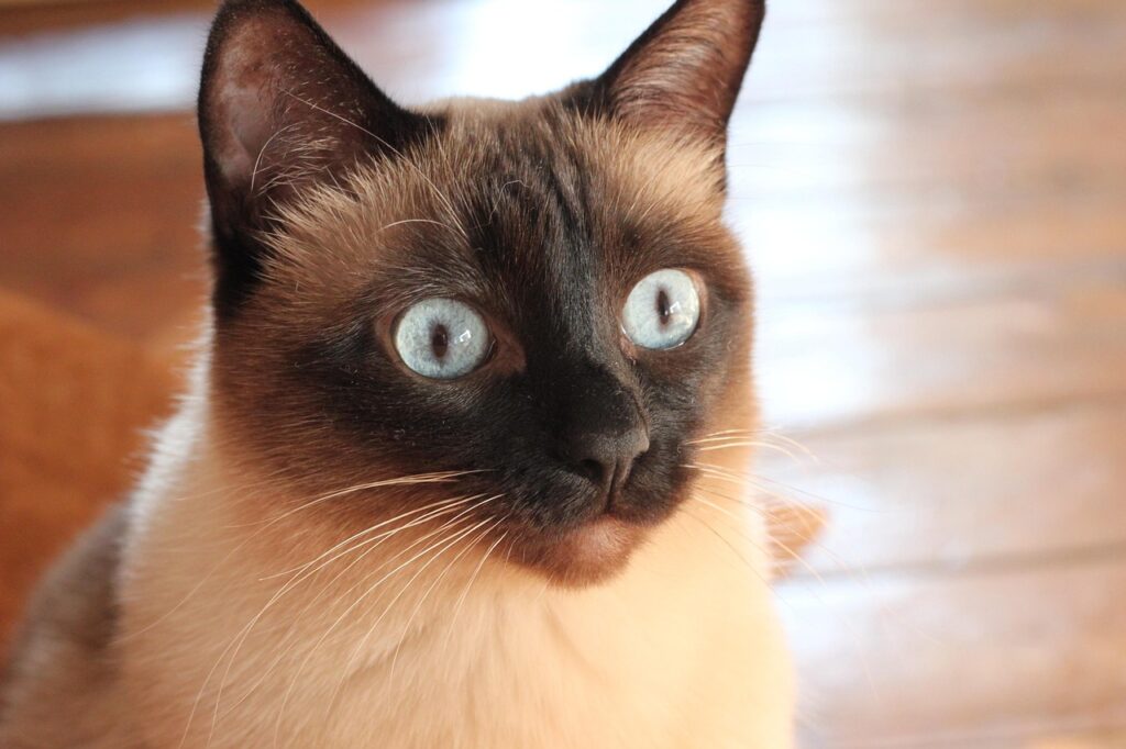 siamese cat startled