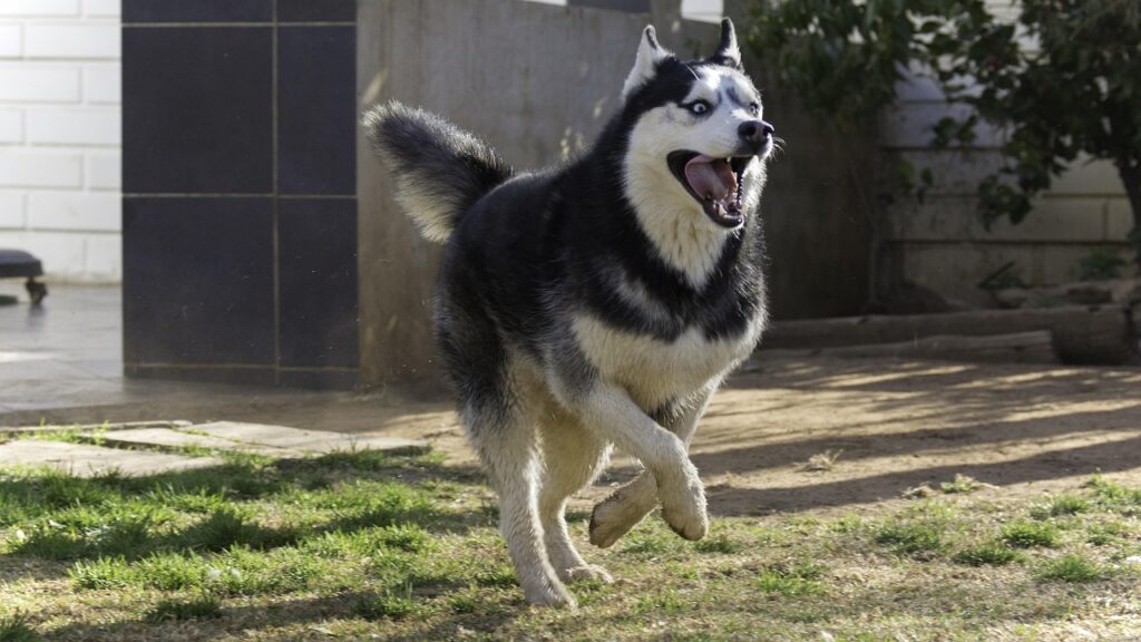 siberian husky jumping