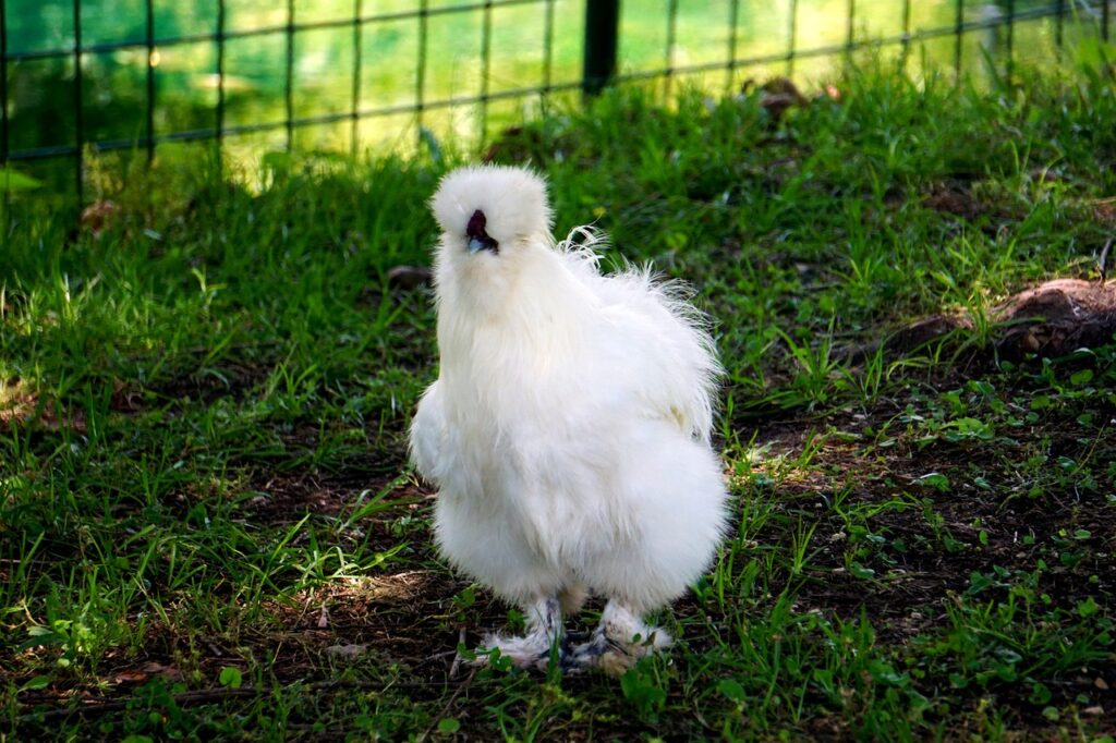 Silkie Chicken