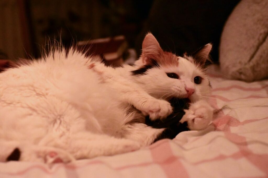 playful turkish van cat