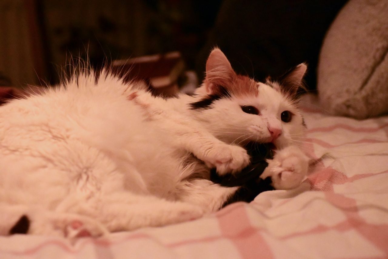 playful turkish van cat