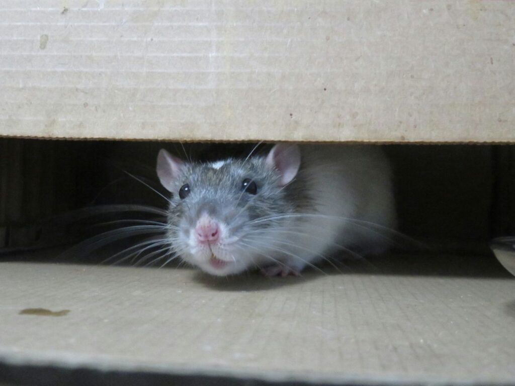 rat in a cardboard