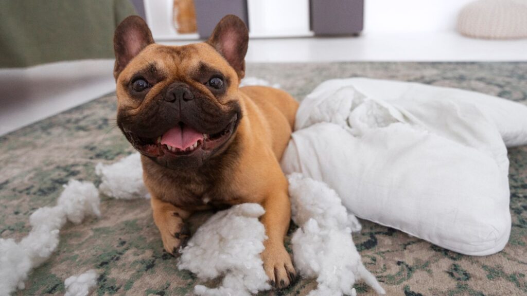 small dog making a mess
