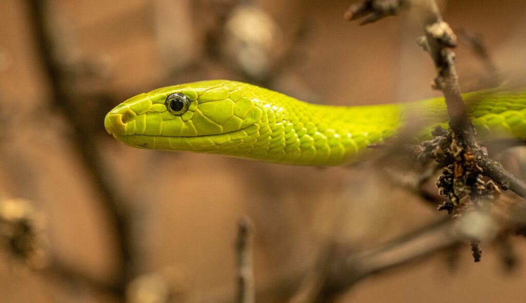 rough green snake