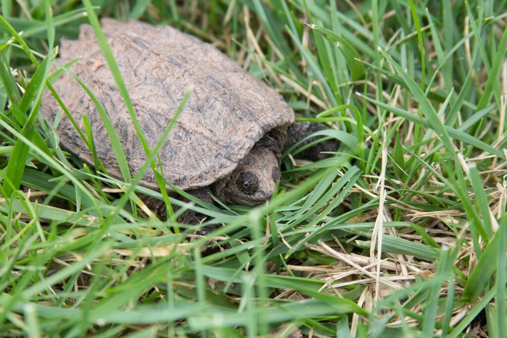 snapping-turtle
