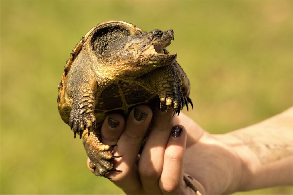 snapping-turtle