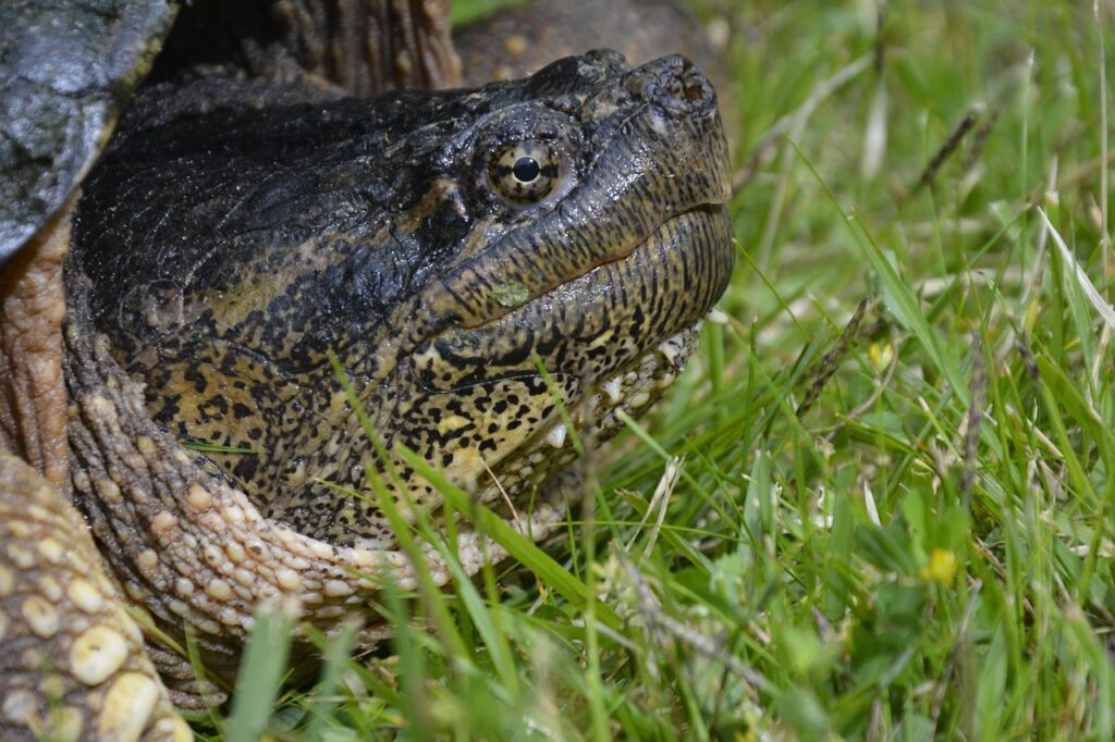snapping-turtle