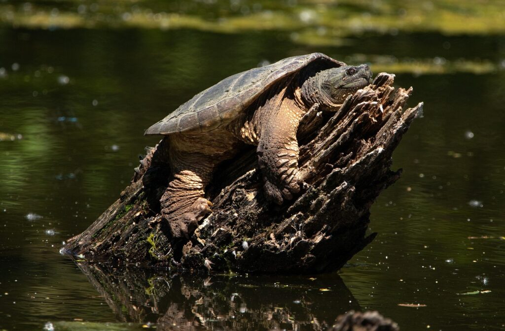snapping-turtle