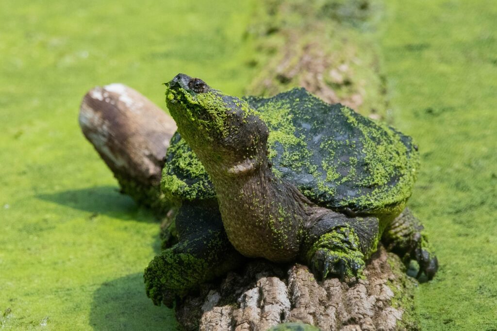 snapping-turtle