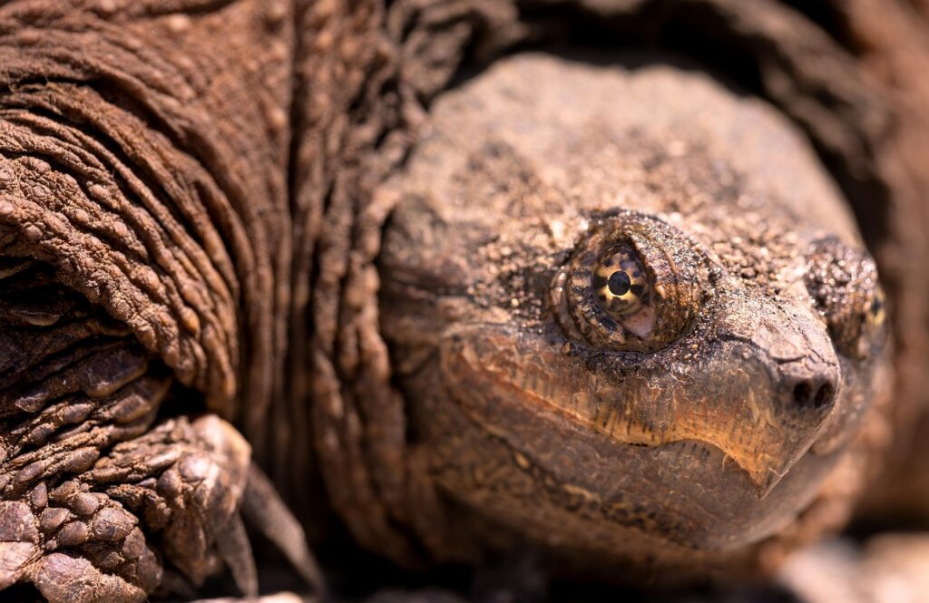 snapping-turtle