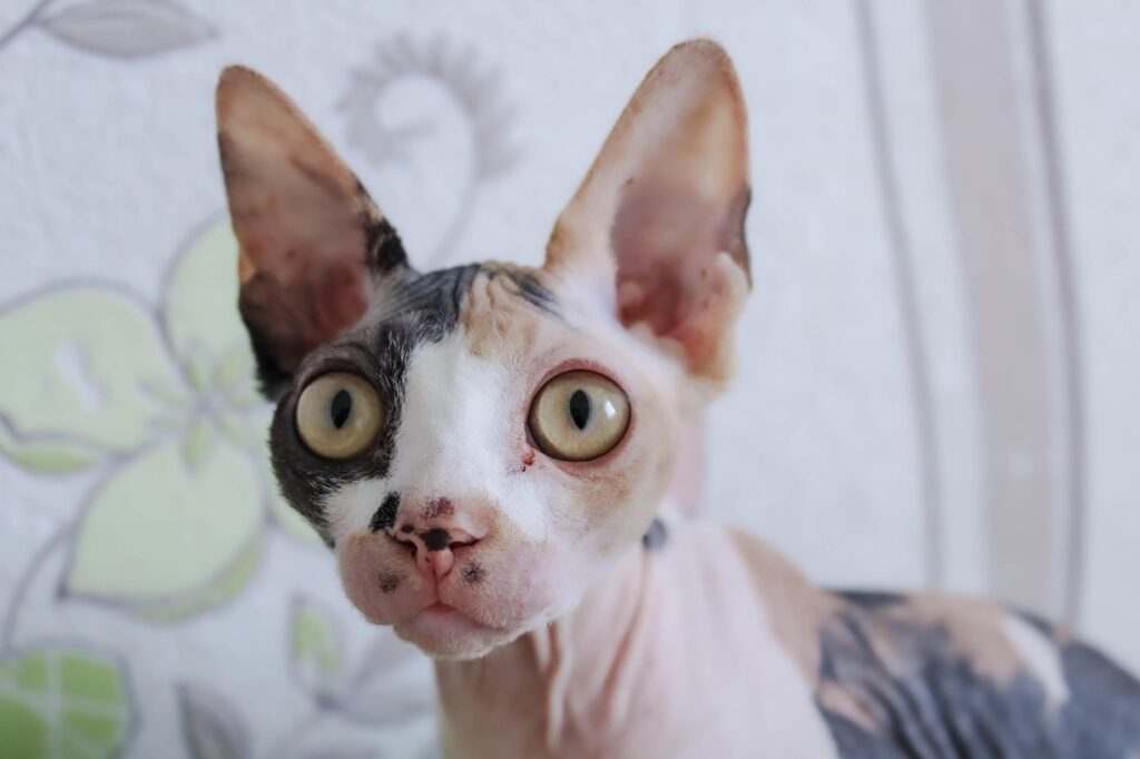 sphynx cat startled