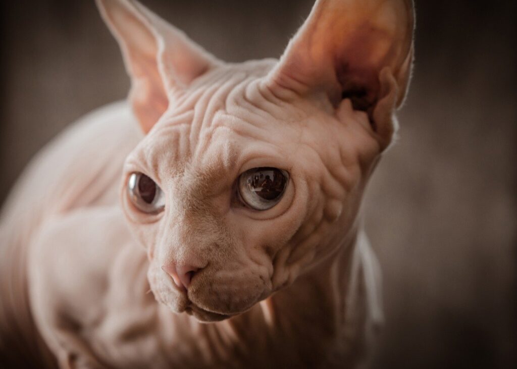 sphynx cat