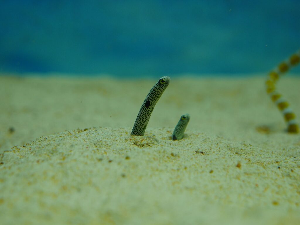 spotted-garden-eel-1605176_1280