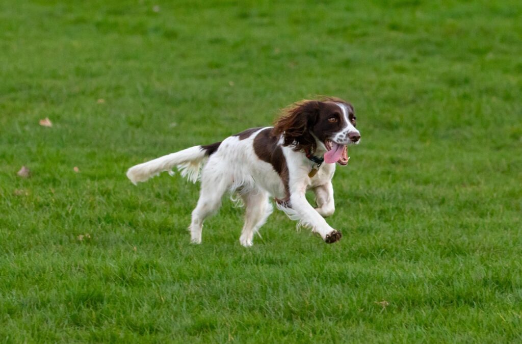 springer spaniel in a field running