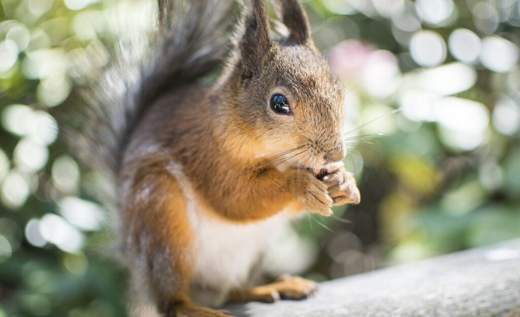 Squirrel nibbling on food