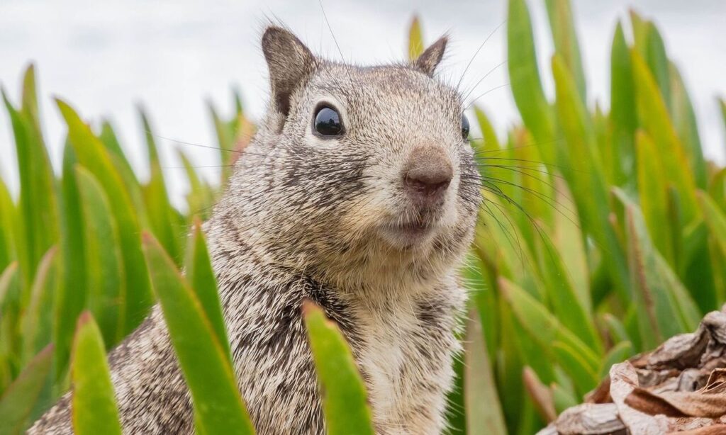 Squirrel standing amidst green grass.