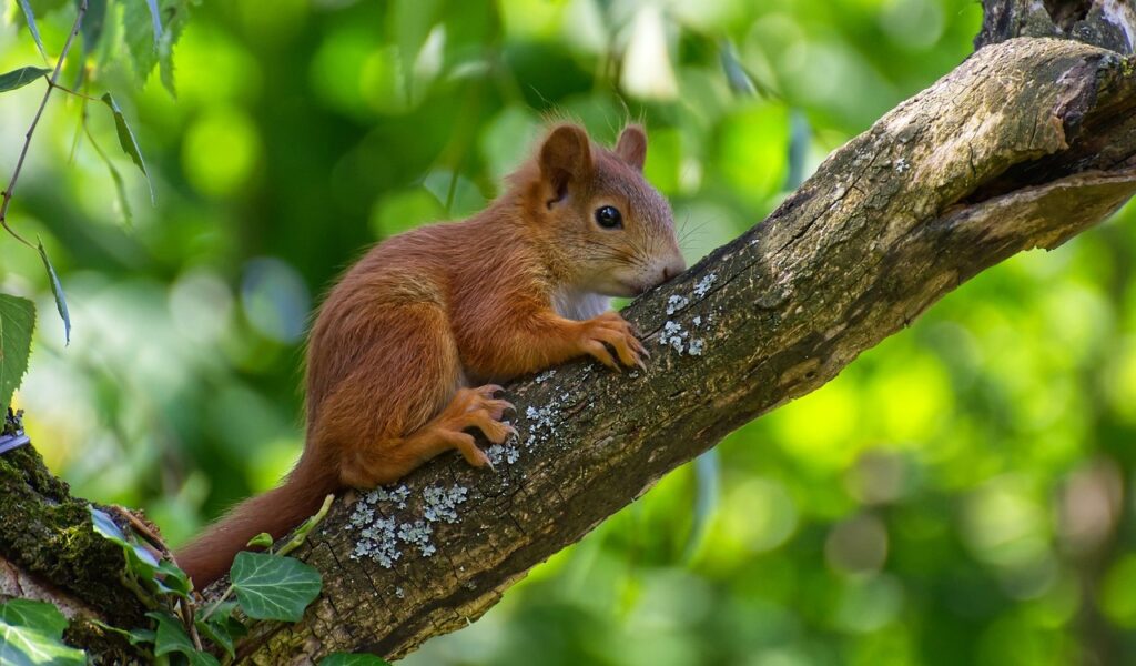 Young red squirrel lying on a branch