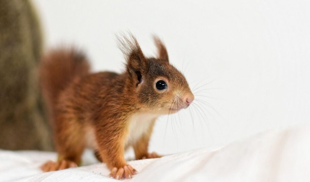 Baby red squirrel